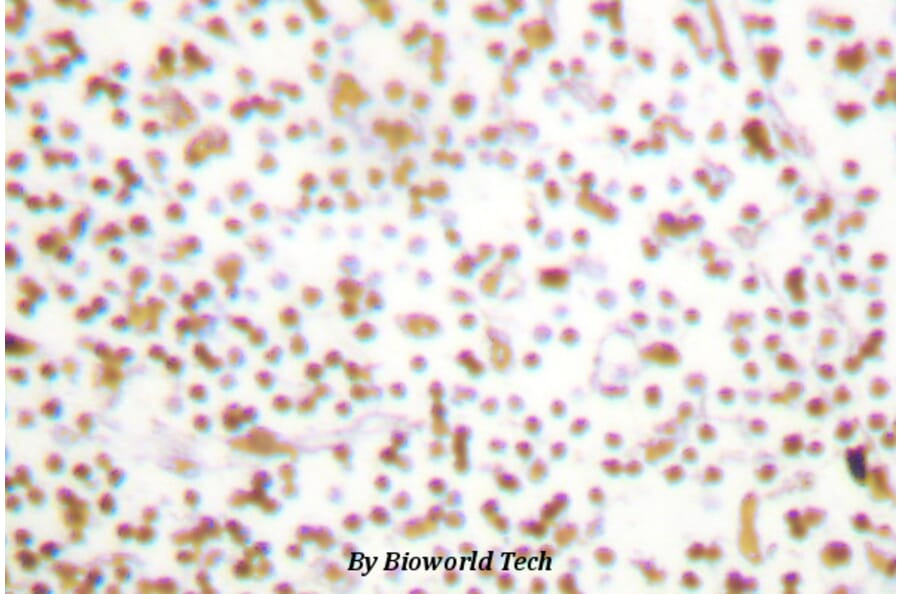 Anti-Oct-1 (L68) Antibody from Bioworld Technology (BS1260) - Antibodies.com