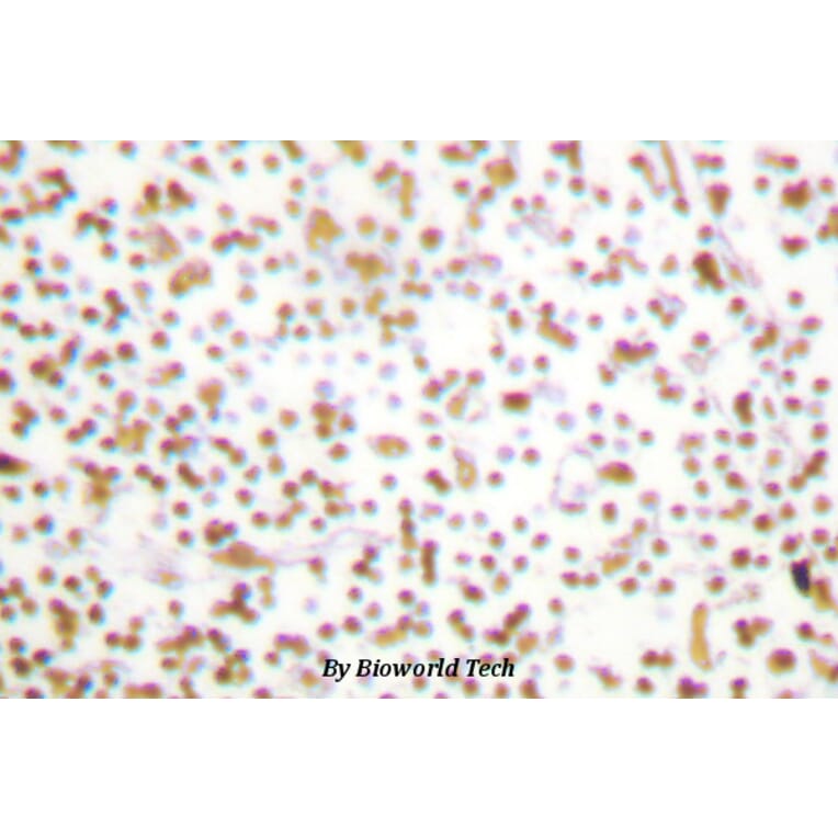 Anti-Oct-1 (L68) Antibody from Bioworld Technology (BS1260) - Antibodies.com