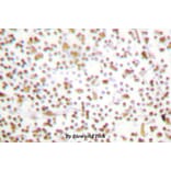 Anti-Oct-1 (L68) Antibody from Bioworld Technology (BS1260) - Antibodies.com