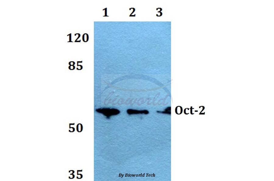 Anti-Oct-2 (H3) Antibody from Bioworld Technology (BS1261) - Antibodies.com