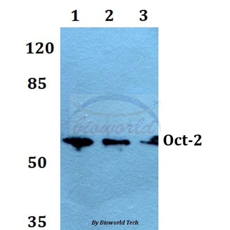 Anti-Oct-2 (H3) Antibody from Bioworld Technology (BS1261) - Antibodies.com