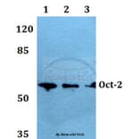 Anti-Oct-2 (H3) Antibody from Bioworld Technology (BS1261) - Antibodies.com