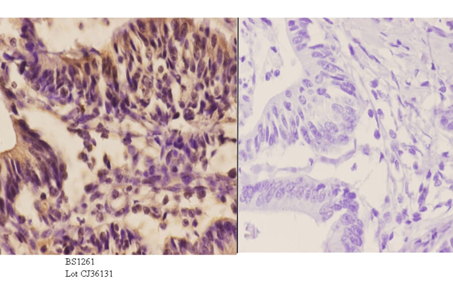 Anti-Oct-2 (H3) Antibody from Bioworld Technology (BS1261) - Antibodies.com