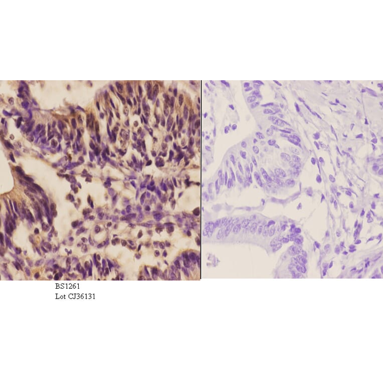 Anti-Oct-2 (H3) Antibody from Bioworld Technology (BS1261) - Antibodies.com