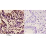 Anti-Oct-2 (H3) Antibody from Bioworld Technology (BS1261) - Antibodies.com