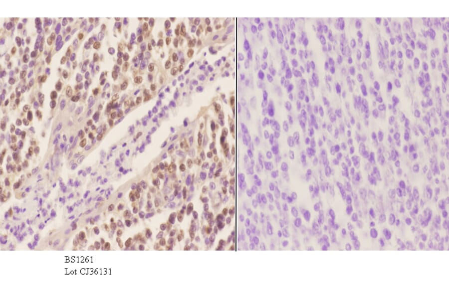Anti-Oct-2 (H3) Antibody from Bioworld Technology (BS1261) - Antibodies.com