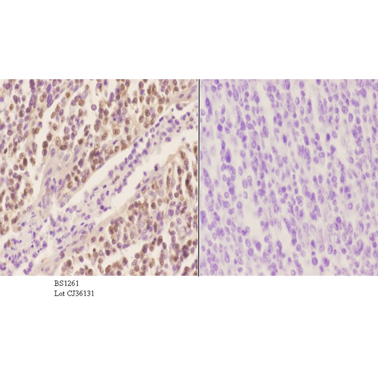 Anti-Oct-2 (H3) Antibody from Bioworld Technology (BS1261) - Antibodies.com