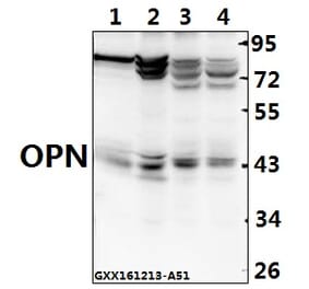 Anti-OPN (L285) Antibody from Bioworld Technology (BS1264) - Antibodies.com