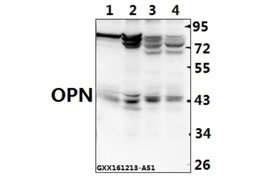 Anti-OPN (L285) Antibody from Bioworld Technology (BS1264) - Antibodies.com