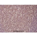 Anti-p14 ARF/p19 ARF (Q99) Antibody from Bioworld Technology (BS1266) - Antibodies.com