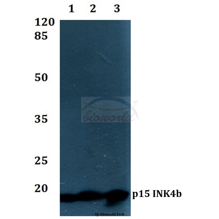 Anti-p15 INK4b (G113) Antibody from Bioworld Technology (BS1267) - Antibodies.com