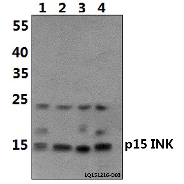 Anti-p15 INK4b (G113) Antibody from Bioworld Technology (BS1267) - Antibodies.com