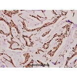 Anti-p15 INK4b (G113) Antibody from Bioworld Technology (BS1267) - Antibodies.com