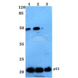 Anti-p21 (G139) Antibody from Bioworld Technology (BS1269) - Antibodies.com