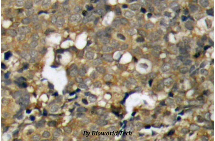 Anti-p21 (G139) Antibody from Bioworld Technology (BS1269) - Antibodies.com