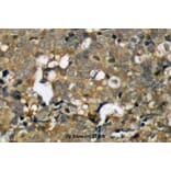 Anti-p21 (G139) Antibody from Bioworld Technology (BS1269) - Antibodies.com