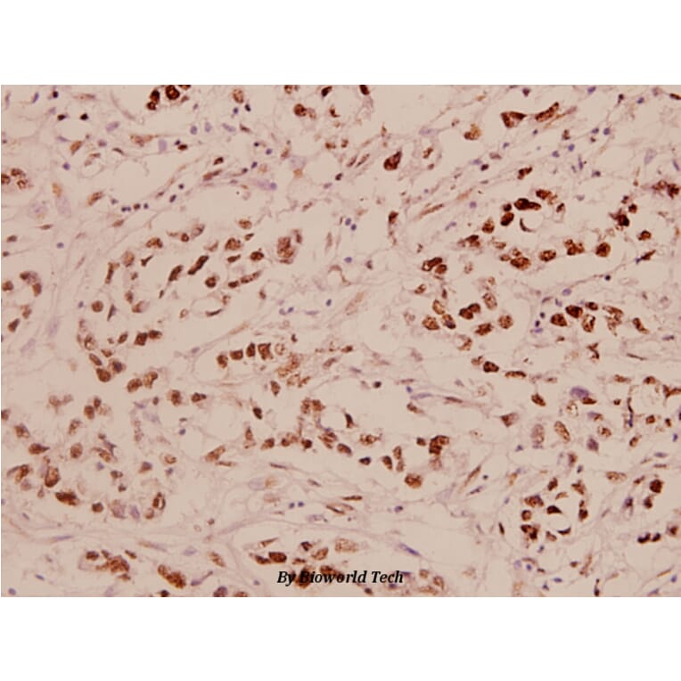 Anti-p53 (S9) Antibody from Bioworld Technology (BS1272) - Antibodies.com
