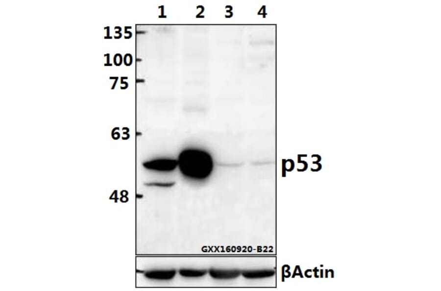 Anti-p53 (M40) Antibody from Bioworld Technology (BS1276) - Antibodies.com