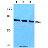 Anti-p63 (N662) Antibody from Bioworld Technology (BS1279) - Antibodies.com