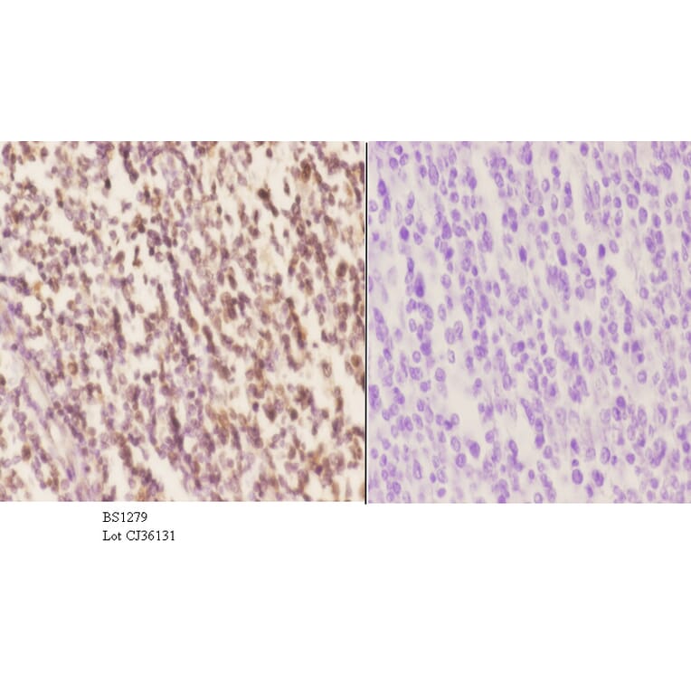 Anti-p63 (N662) Antibody from Bioworld Technology (BS1279) - Antibodies.com