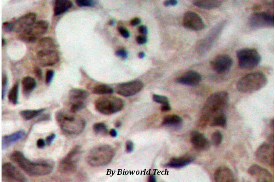 Anti-Nibrin (T337) Antibody from Bioworld Technology (BS1282) - Antibodies.com