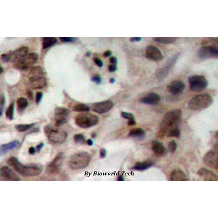 Anti-Nibrin (T337) Antibody from Bioworld Technology (BS1282) - Antibodies.com