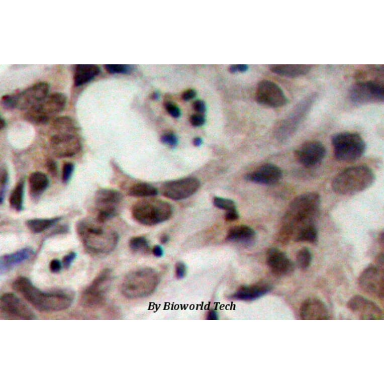 Anti-Nibrin (T337) Antibody from Bioworld Technology (BS1282) - Antibodies.com