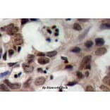Anti-Nibrin (T337) Antibody from Bioworld Technology (BS1282) - Antibodies.com
