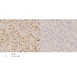 Anti-Nibrin (T337) Antibody from Bioworld Technology (BS1282) - Antibodies.com