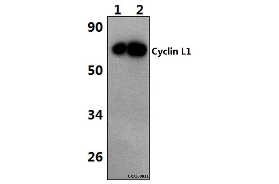 Anti-Cyclin L1 (E491) Antibody from Bioworld Technology (BS1285) - Antibodies.com