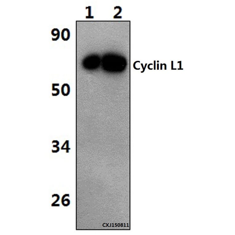Anti-Cyclin L1 (E491) Antibody from Bioworld Technology (BS1285) - Antibodies.com