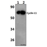 Anti-Cyclin L1 (E491) Antibody from Bioworld Technology (BS1285) - Antibodies.com