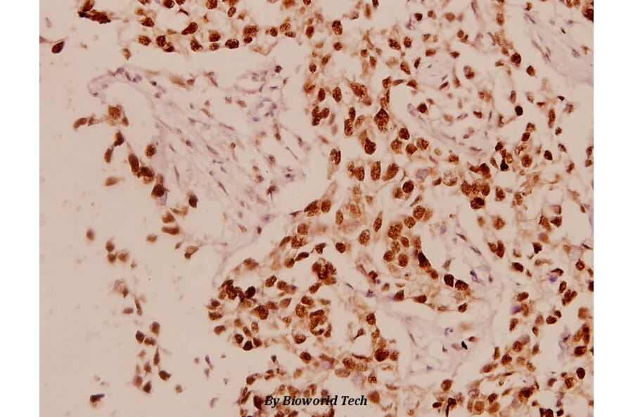 Anti-Cyclin L1 (E491) Antibody from Bioworld Technology (BS1285) - Antibodies.com