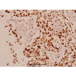 Anti-Cyclin L1 (E491) Antibody from Bioworld Technology (BS1285) - Antibodies.com