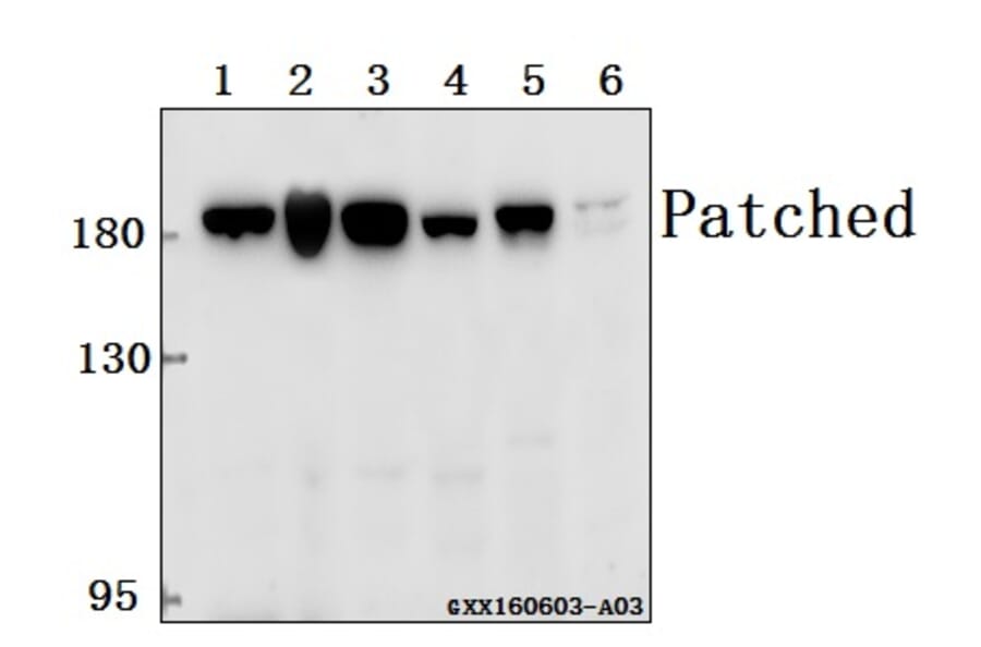 Anti-Patched (A2) Antibody from Bioworld Technology (BS1286) - Antibodies.com