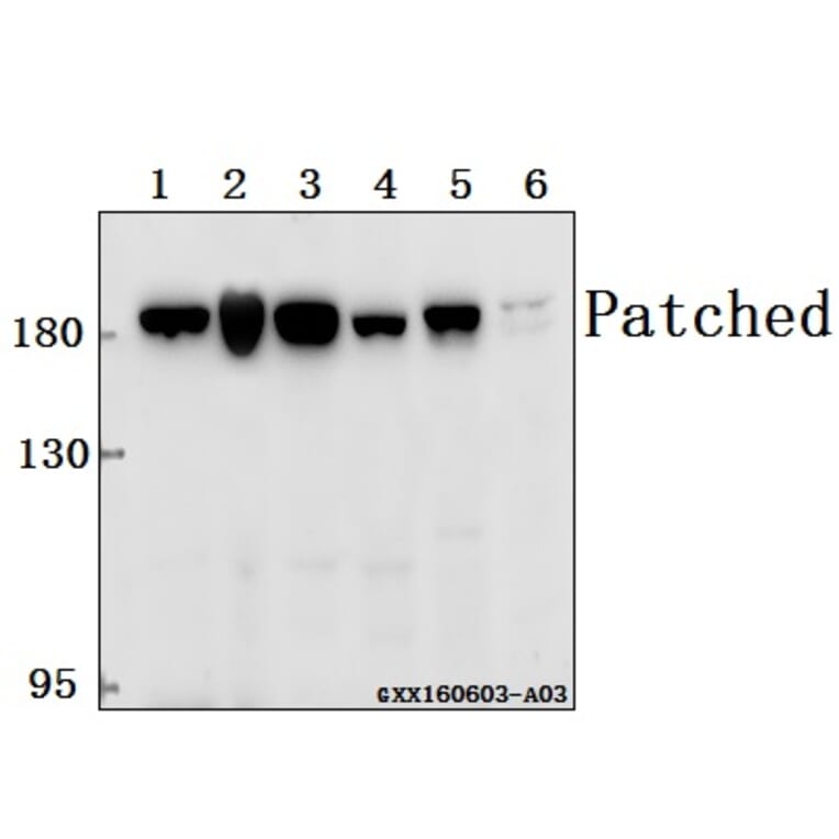 Anti-Patched (A2) Antibody from Bioworld Technology (BS1286) - Antibodies.com