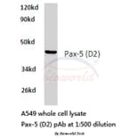 Anti-Pax-5 (D2) Antibody from Bioworld Technology (BS1287) - Antibodies.com