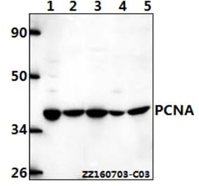Anti-PCNA (I88) Antibody from Bioworld Technology (BS1289) - Antibodies.com