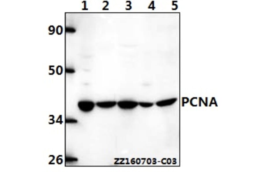 Anti-PCNA (I88) Antibody from Bioworld Technology (BS1289) - Antibodies.com