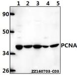 Anti-PCNA (I88) Antibody from Bioworld Technology (BS1289) - Antibodies.com