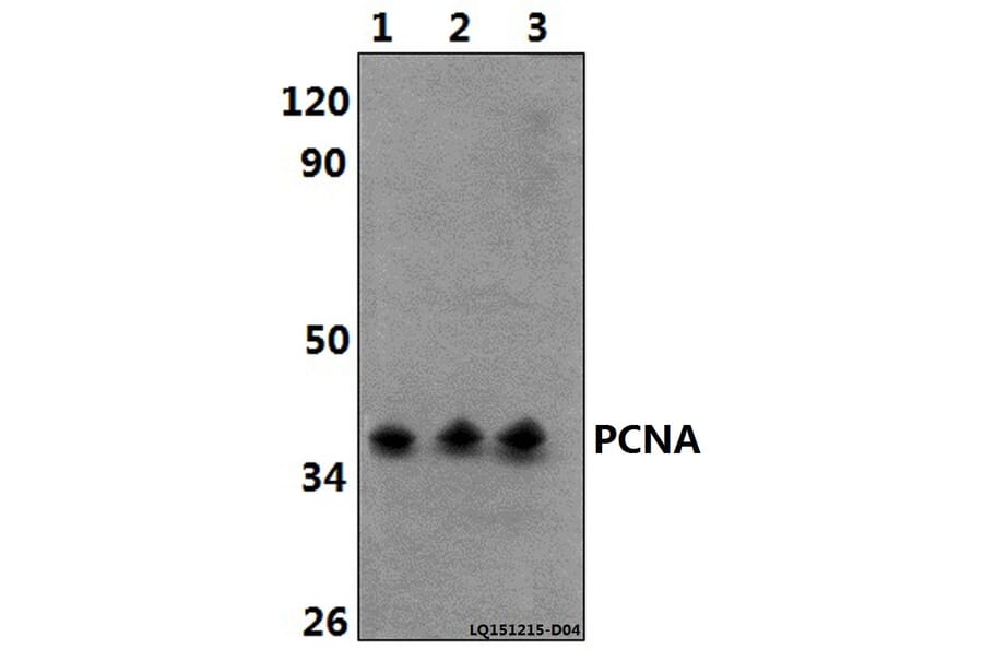 Anti-PCNA (I88) Antibody from Bioworld Technology (BS1289) - Antibodies.com