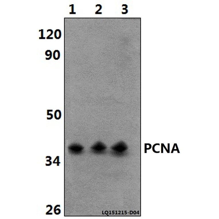 Anti-PCNA (I88) Antibody from Bioworld Technology (BS1289) - Antibodies.com