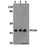 Anti-PCNA (I88) Antibody from Bioworld Technology (BS1289) - Antibodies.com