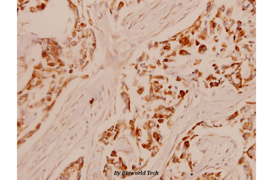 Anti-PCNA (I88) Antibody from Bioworld Technology (BS1289) - Antibodies.com