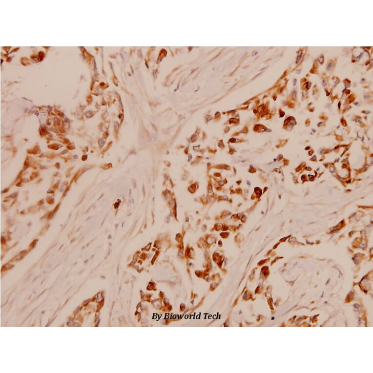 Anti-PCNA (I88) Antibody from Bioworld Technology (BS1289) - Antibodies.com