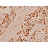 Anti-PCNA (I88) Antibody from Bioworld Technology (BS1289) - Antibodies.com