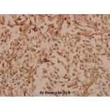 Anti-PDGF-B (L48) Antibody from Bioworld Technology (BS1290) - Antibodies.com