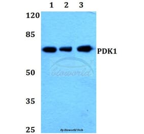 Anti-PDK1 (K235) Antibody from Bioworld Technology (BS1291) - Antibodies.com