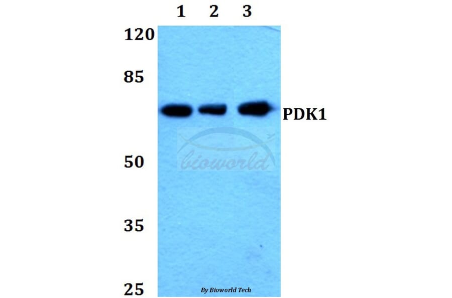 Anti-PDK1 (K235) Antibody from Bioworld Technology (BS1291) - Antibodies.com