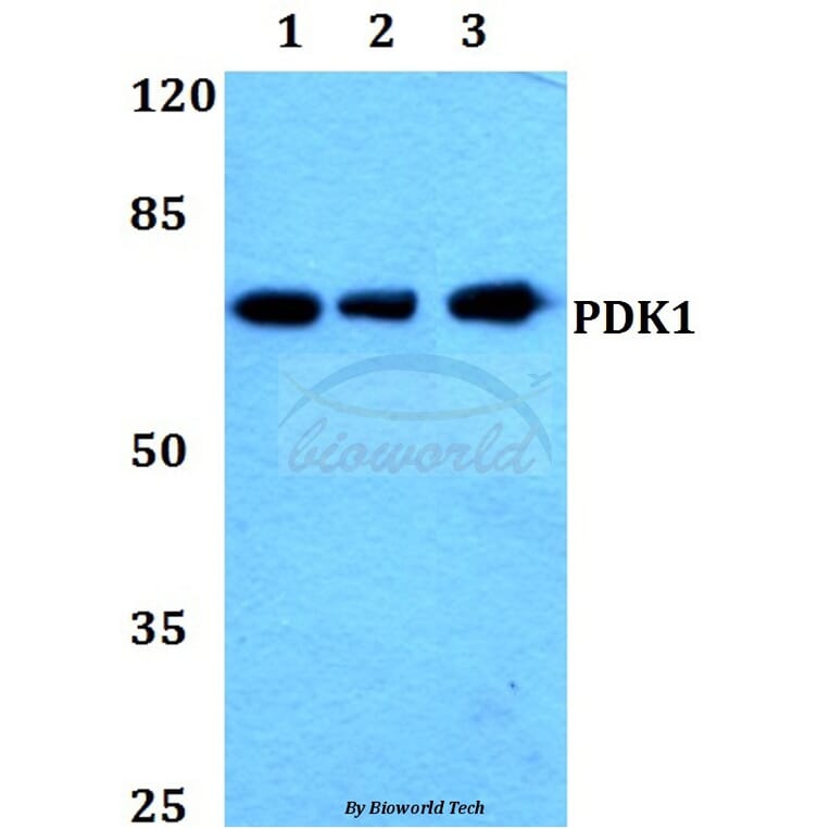 Anti-PDK1 (K235) Antibody from Bioworld Technology (BS1291) - Antibodies.com